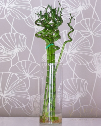 Florista Online - Hastes de Bambu - Plantas - 3,00€
