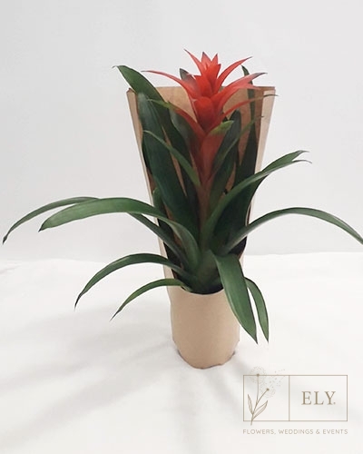 Florista Online - Planta de Guzmania  - Plantas - 15,00€