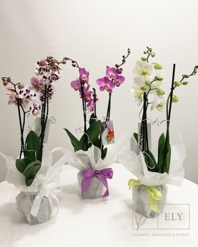 Florista Online - Phalaenopsis 2H - Dia da Mulher - 30,00€