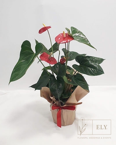 Florista Online - Planta Anturium - Plantas - 20,00€