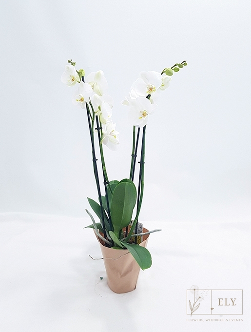 Florista Online - Planta Phalenopsis  - Orquídeas - 32,50€